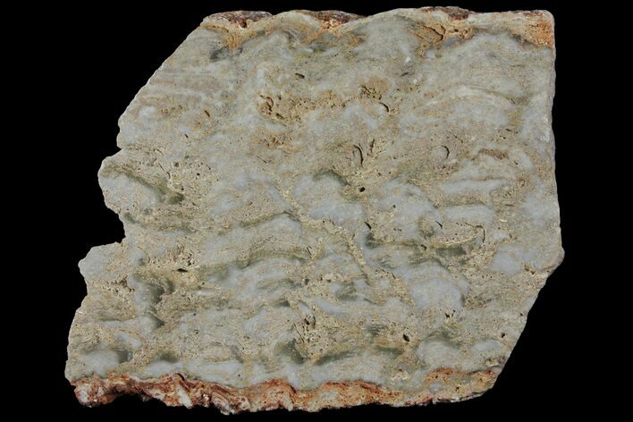 Paleoproterozoic Columnar Stromatolite (Eucapsiphora) - Australia #96216